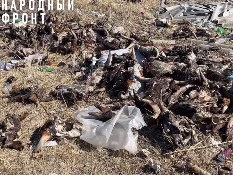 Свалку коровьих голов и мертвых лис нашли на КСК в Чите