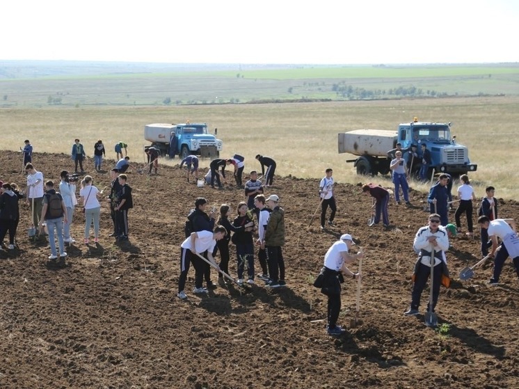 В Калмыкии завершили посадку лесных культур