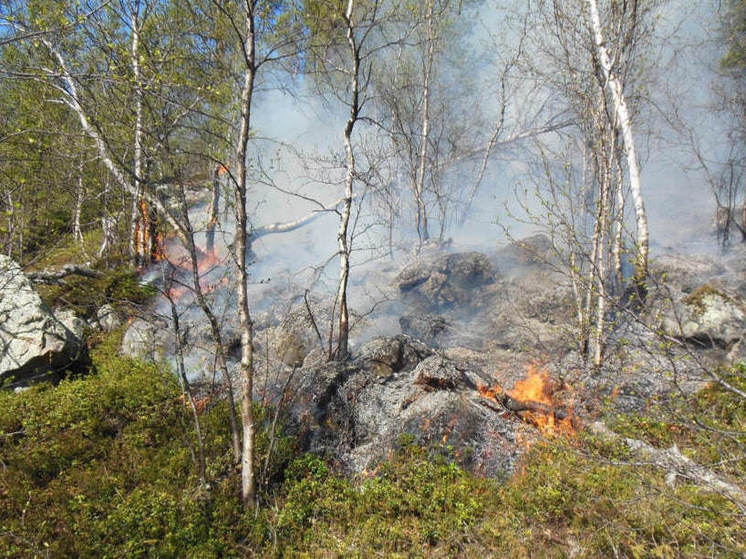 Летом в Мурманской области будут выявлять виновников лесных пожаров