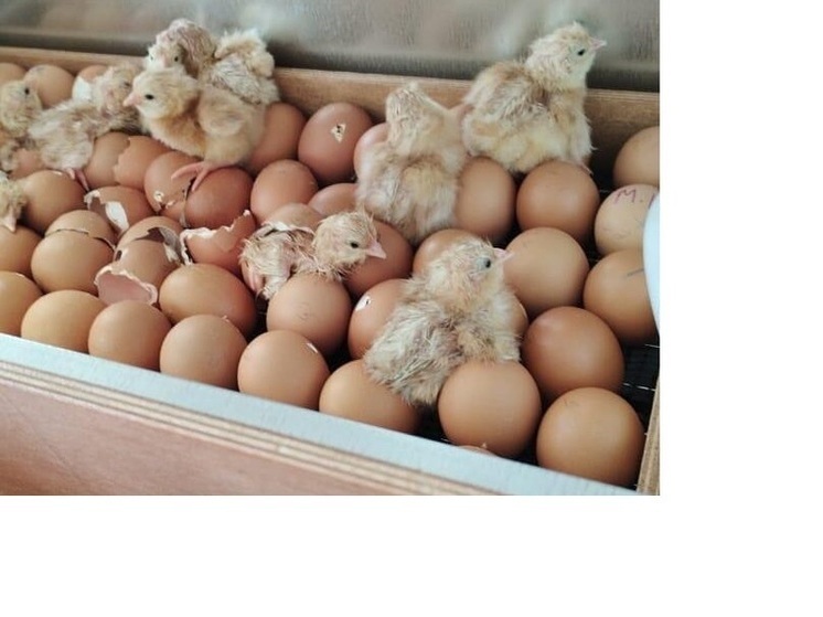 Ученики села Сымах вырастили 125 цыплят в инкубаторах
