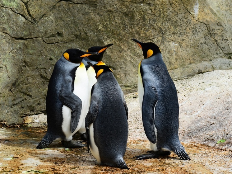 В Калининградском зоопарке могут появиться пингвины