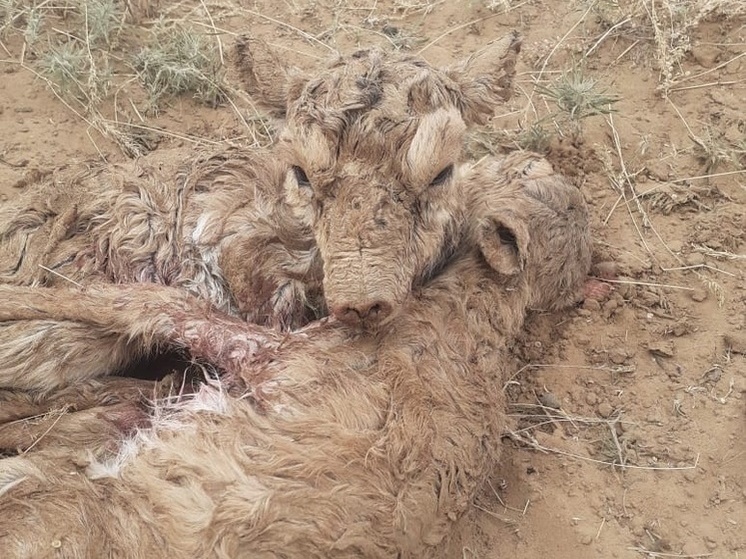 В Астраханской области родились детеныши реликтовых антилоп