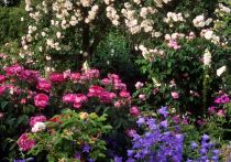Пионы - одни из самых популярных цветов на загородных участках благодаря своим обильным бутонам и насыщенному аромату