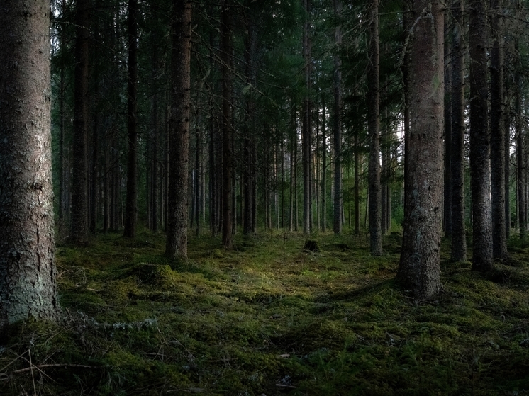 Две жительницы Красноярского края пошли за черемшой в лес и заблудились