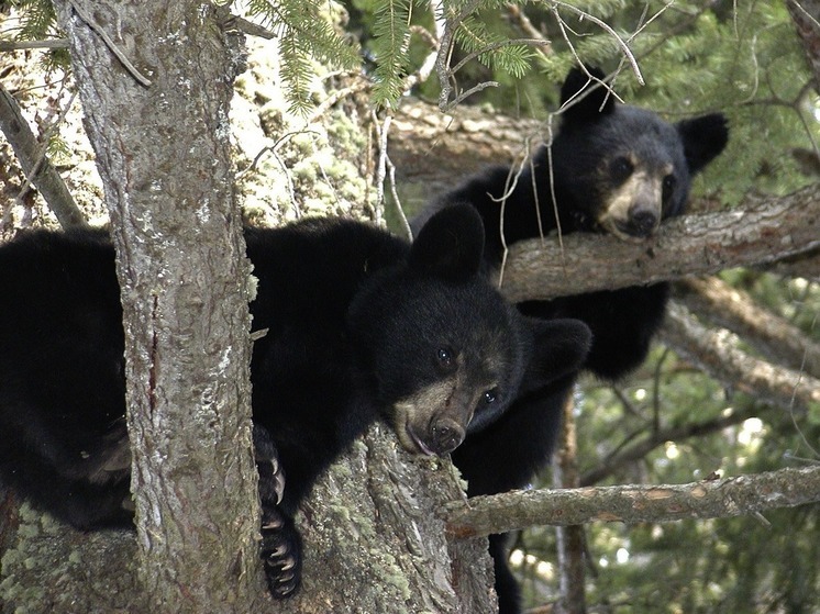Mash: на свалке в Кемеровской области были найдены останки медвежат