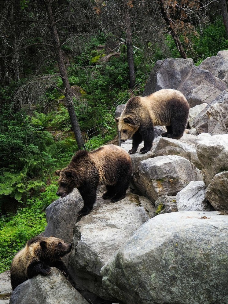 Кордон в Монахово в Бурятии навестили Маша и три медвежонка