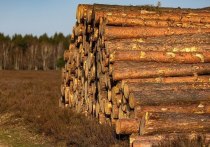В районе поселка Мохнатушка идет рубка леса, сообщает одна из подписчиц сообщества ВК «В КУРСЕ 22 — новости Барнаула и Алтайского края».