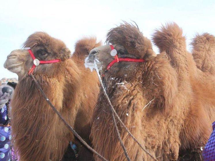 В Монголии пройдет праздник маленького верблюжонка
