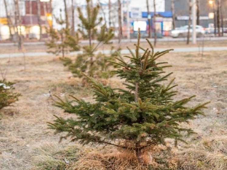 Подрядчики отказались благоустраивать скверы в Хабаровске