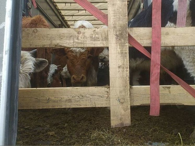 На посту «Рубеж» в Слюдянке выявили 19 нарушений при перевозке животных