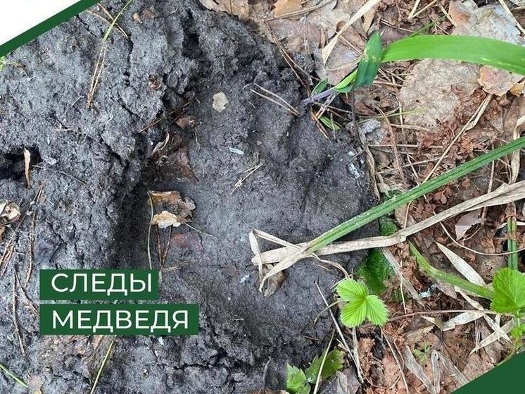 В пяти районах Пензенской области обнаружены следы медведей