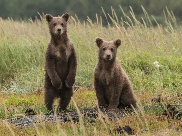 Трупы медвежат обнаружили на свалке жители кузбасской деревни