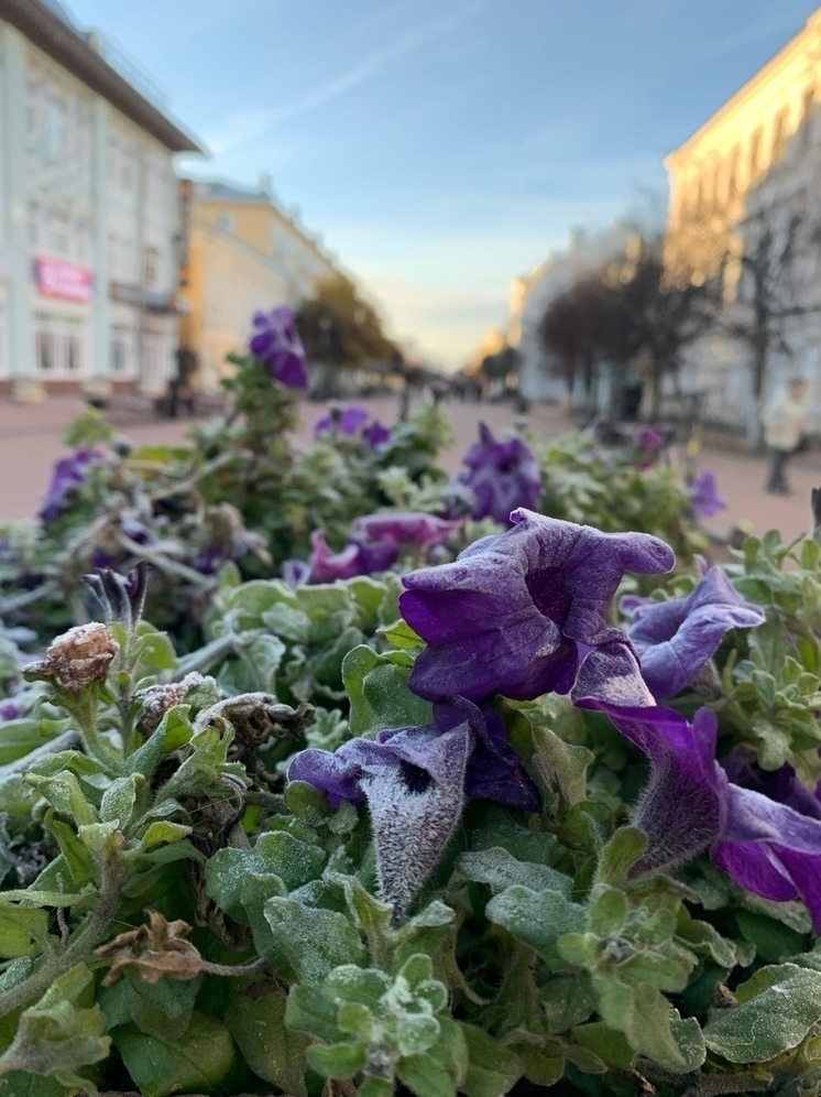 МЧС: в ближайшие дни в Тверской области сохранятся заморозки