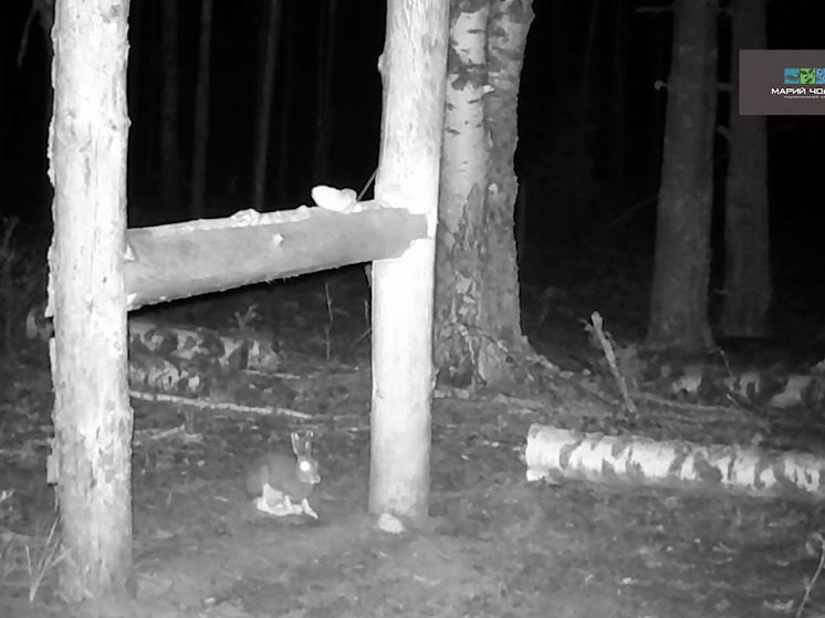 Фотоловушка запечатлела зайцев в Национальном парке «Марий Чодра»