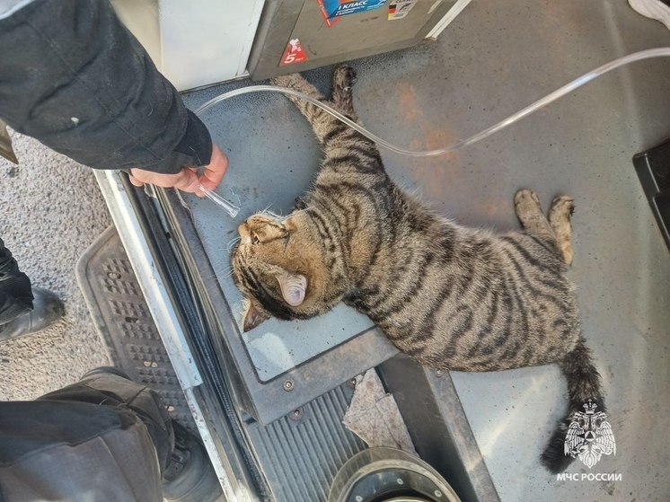 Сотрудник МЧС спас кота из горящего дома в Красноярске