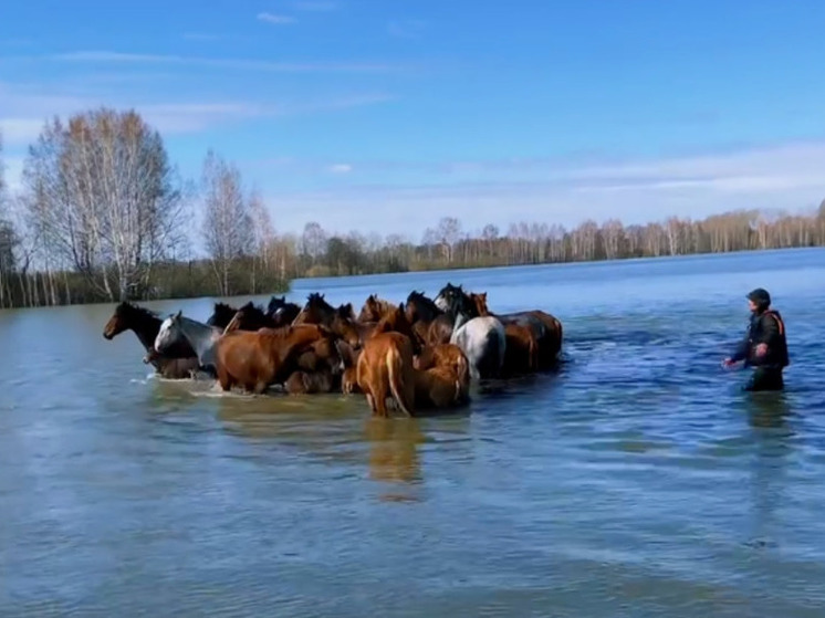 В Тюменской области спасли табун лошадей с жеребятами
