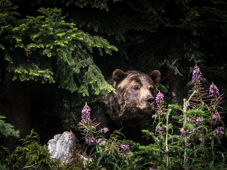 Медведь украл фотоловушку в заповеднике в Красноярском крае