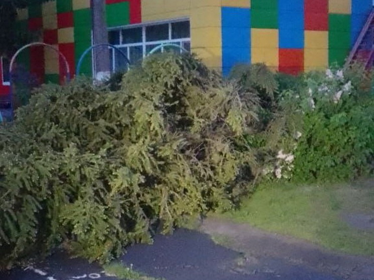 В Курске сильный ветер повалил 7 деревьев