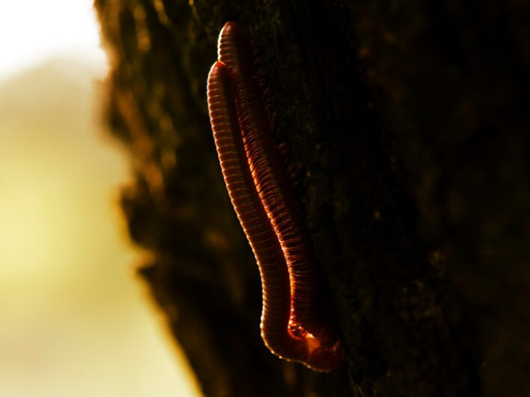 Charity partners with Invertebrate Spell Championship