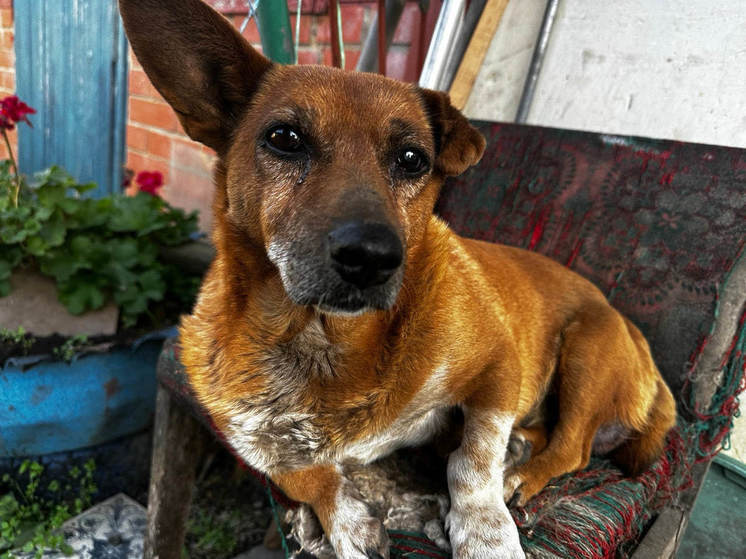 3 месяца на привязи и без еды: живодёры оставили собак умирать под Тулой
