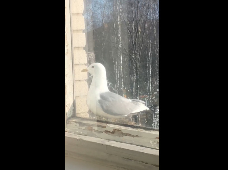 Чайка свила гнездо и снесла яйцо на окне школы в Петрозаводске