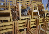 Дрессировщица московского цирка «Радуга» заявила, что учреждение убирает из репертуара ее номер и собирается сократить 15 дрессированных собак, написала «Газета