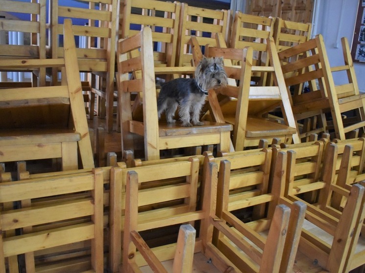 В Росгосцирке пообещали решить вопрос с дрессированными собаками, которых сократили вместе с номером