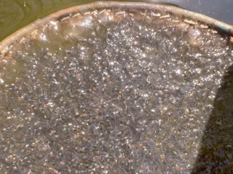 В Бурятии выпустили первый миллион личинок байкальского омуля