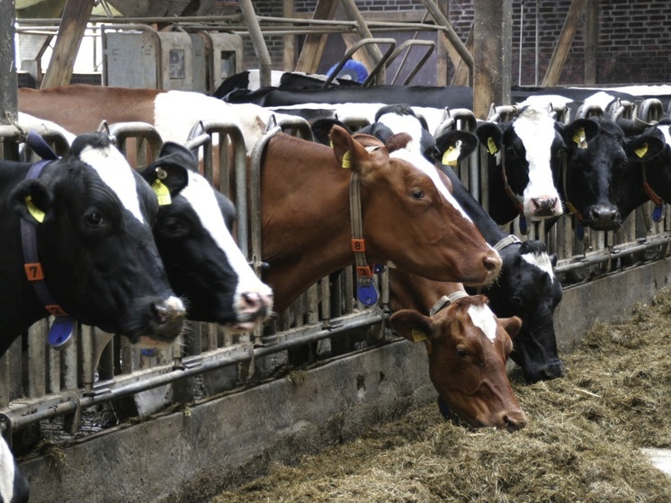 В Ленобласти ветеринары вакцинировали почти 400 тысяч голов крупного рогатого скота