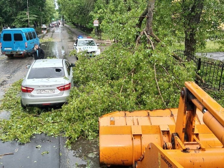 Более 30 деревьев упало в Воронеже