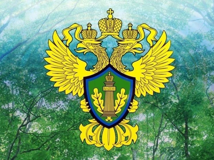Владимирская компания восстановила участок леса по решению суда