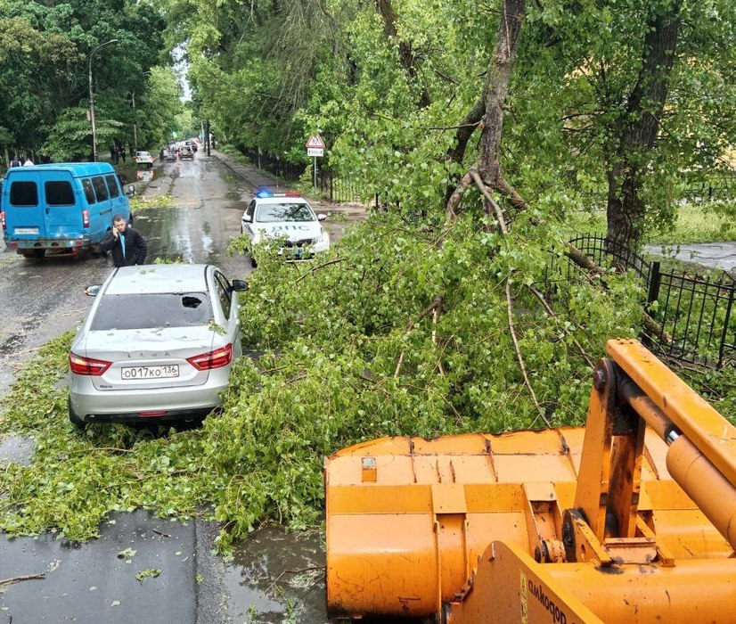 В Воронеже за два часа урагана упало 80 деревьев