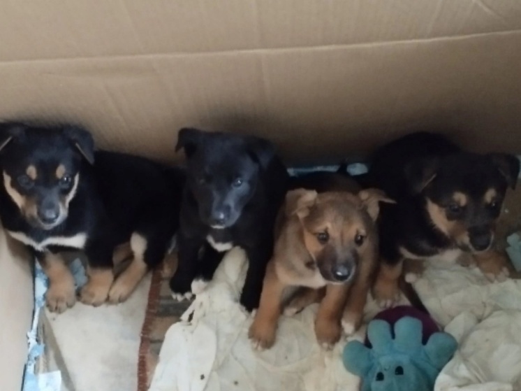 Студенты Костромской сельхозакадемии спасли четырех щенков