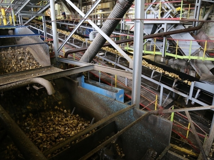 Орловские сахарные заводы продемонстрировали рекордный рост производства
