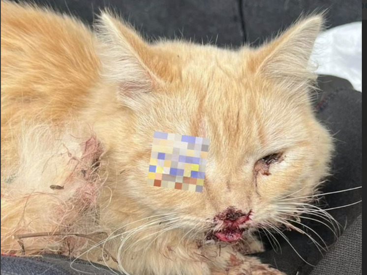 В Твери зооволонтеры спасают ослепшего кота, которого нашли в кустах с ужасными травмами