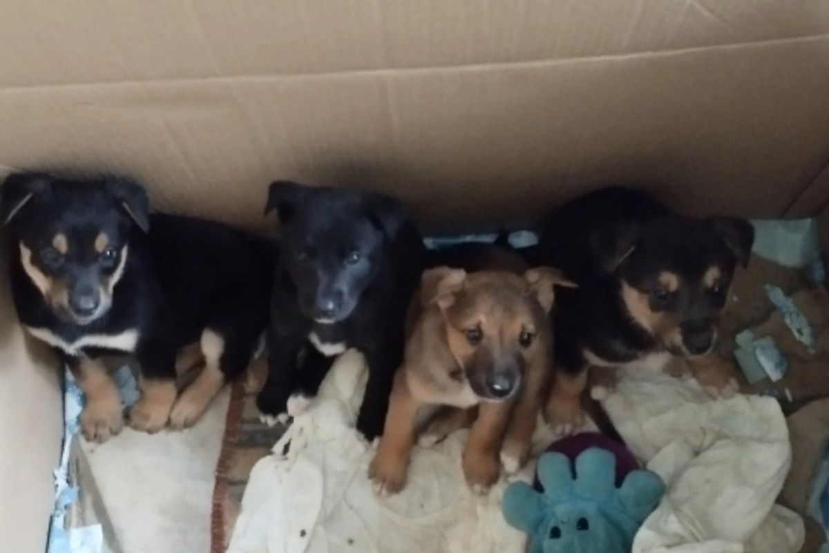 Студенты Костромской сельхозакадемии спасли четырех щенков