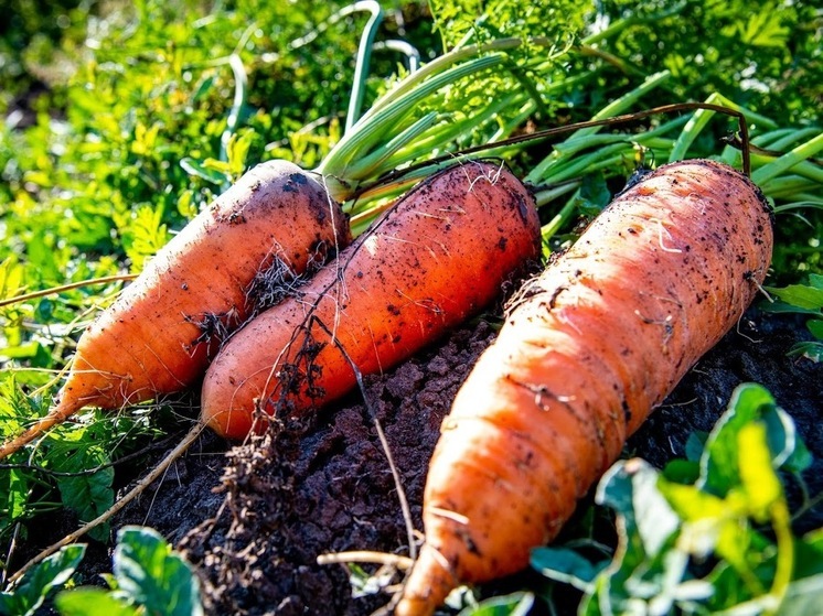 В Казахстан из Волгоградской области отправили 140 тонн моркови и свеклы