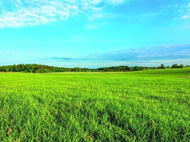 На Орловщине увеличат объем производства смесей семян для газонов на 37%