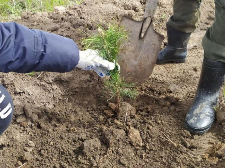 В Курской области в рамках акции «Сад Памяти» высадили 2 тысячи сеянцев дуба