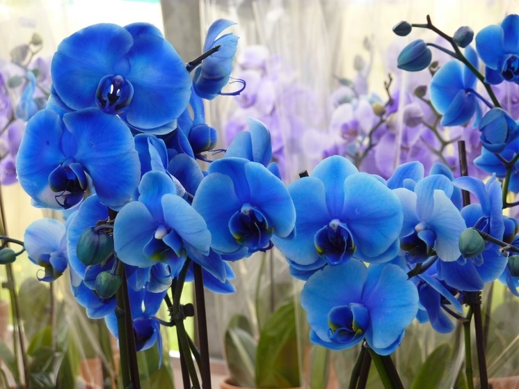 Орхидеи, удобрения и имбирные пряники можно купить на ярмарках в Комсомольске-на-Амуре