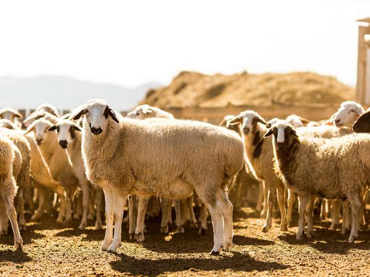 Монголия поставила в Ирак, Иран и Узбекистан более 400 тонн баранины