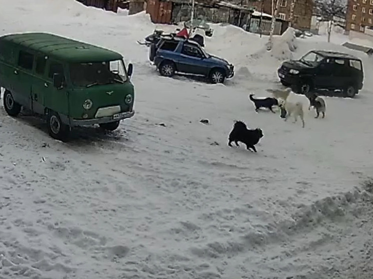 Стая агрессивных собак чуть не растерзала ребенка в Красноярском крае