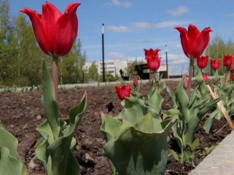Костромское чудо: в Центральном парке цветут тюльпаны-«подснежники»