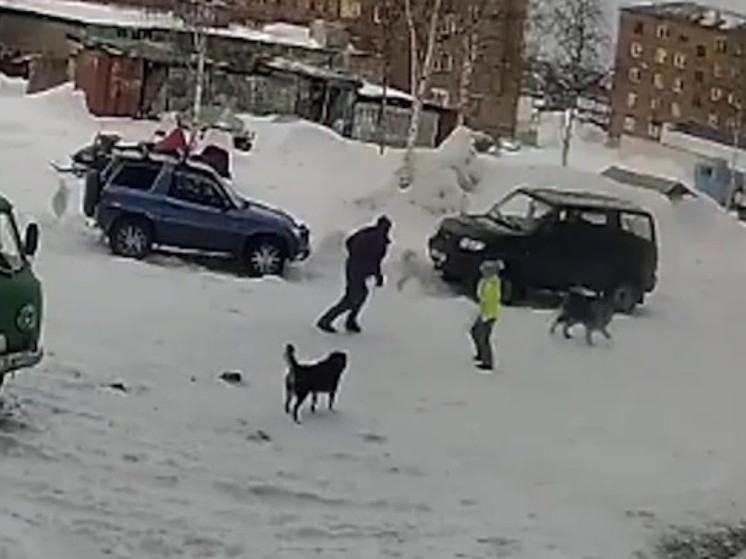 В Красноярском крае стая собак атаковала 11-летнюю девочку