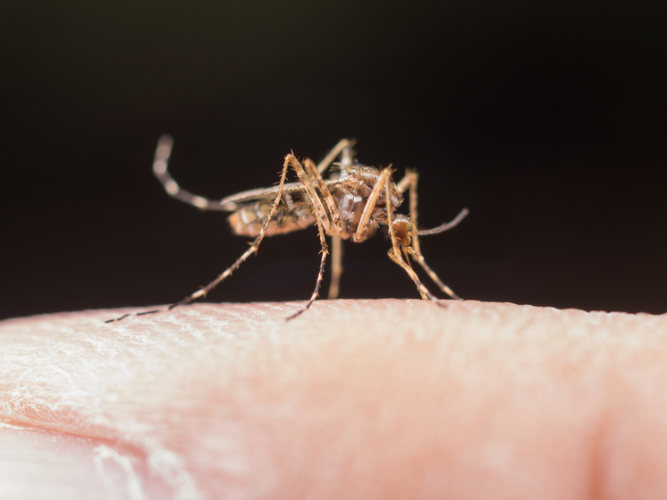 В Алтайском крае летом ожидается нашествие комаров