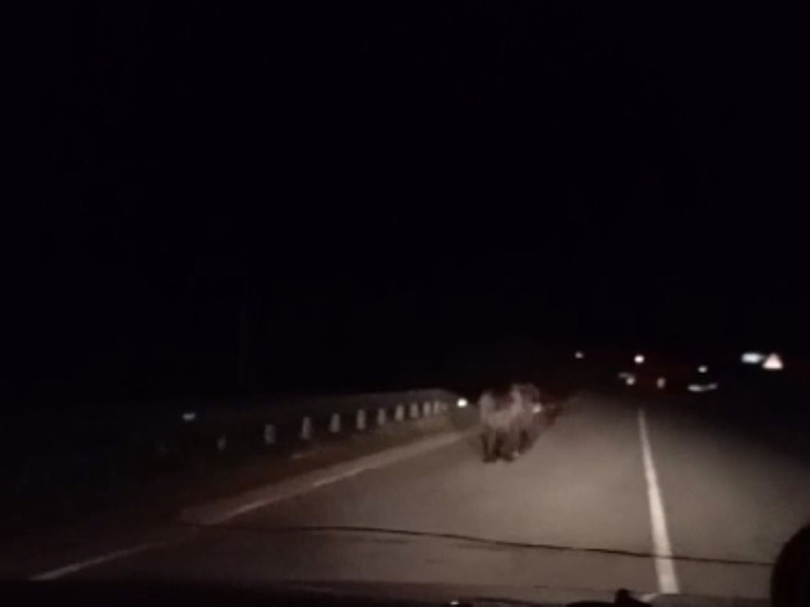 Резвого медведя повстречали водители на трассе под Волоколамском