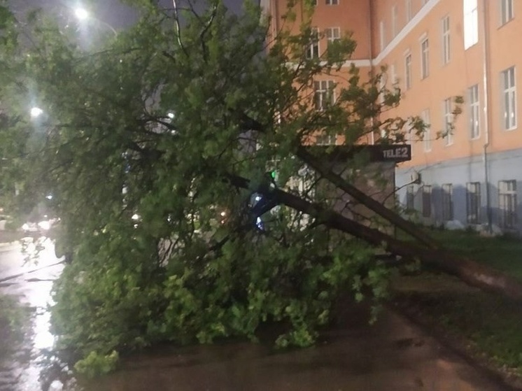 В День радио на остановке «Радиоуниверситет» в Рязани рухнуло дерево