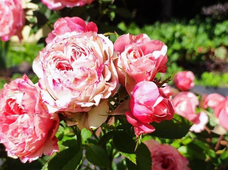 Ботанический сад БФУ имени Канта увеличил коллекцию роз