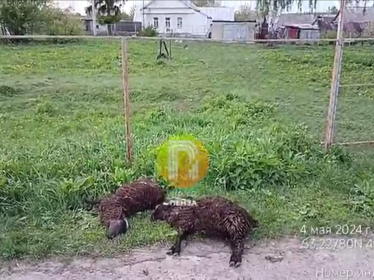 В Пензенском селе стая собак уничтожает скот