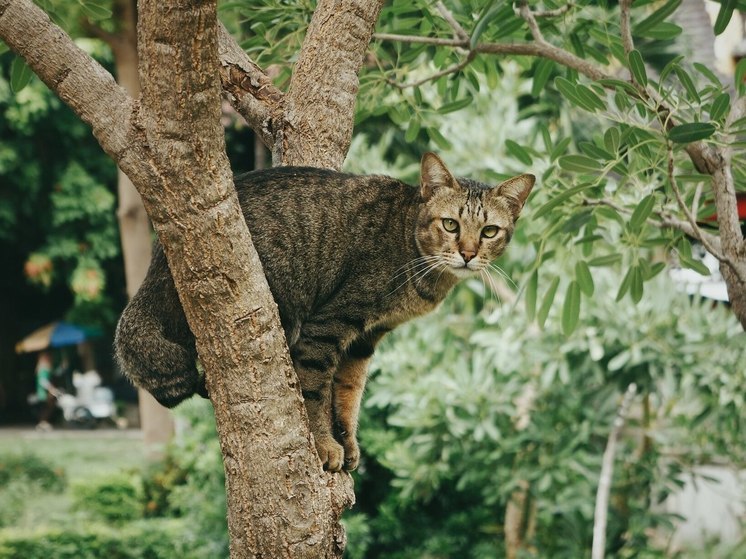 Жители Уфы за свои средства заказали автовышку, чтобы спустить кошку с дерева